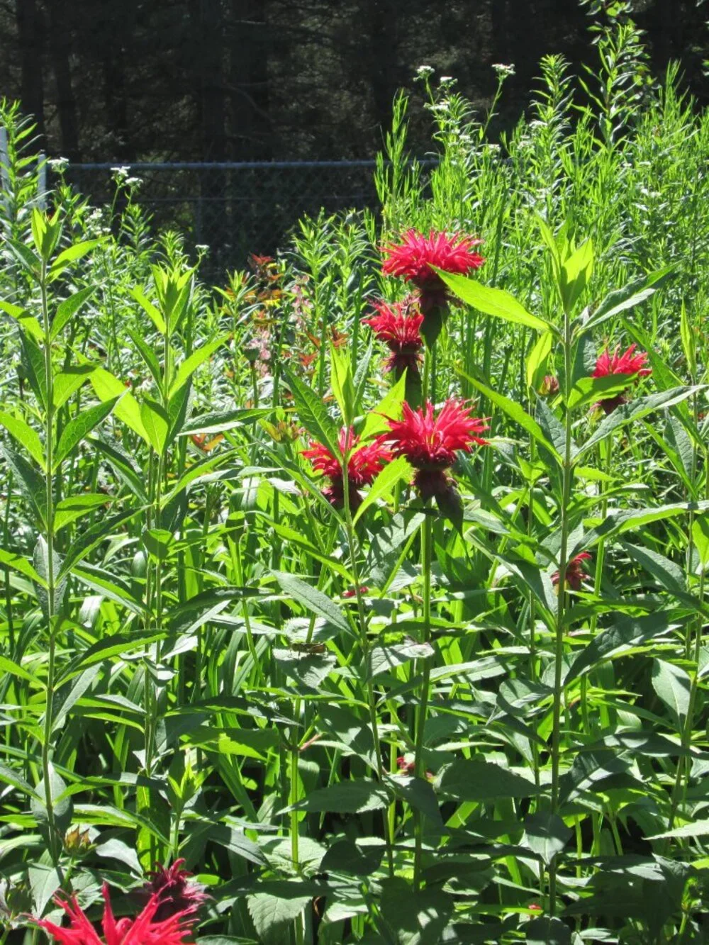 8 scarlett Red bee balm Monarda perennial live plants zone 3-8